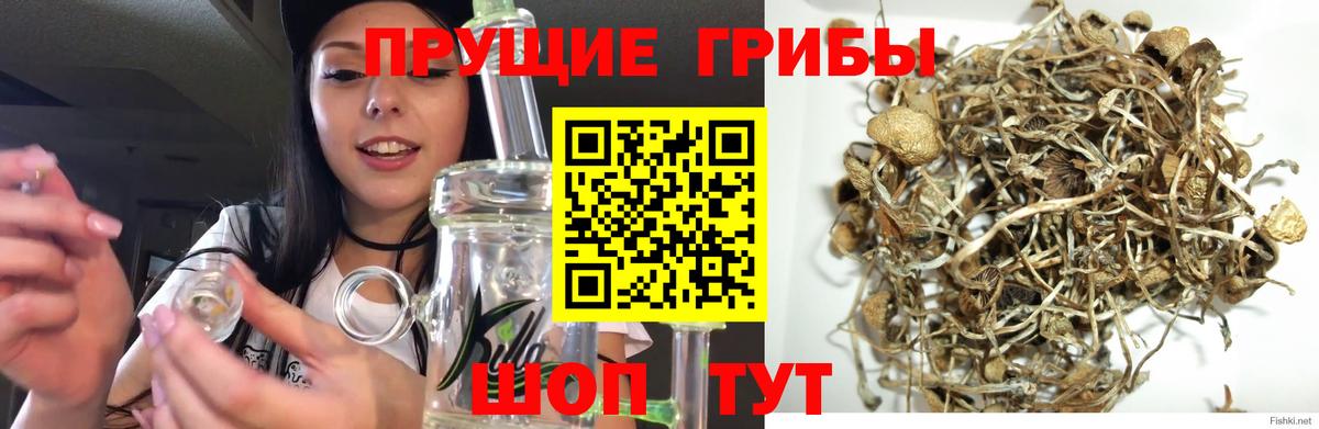 Псилоцибиновые грибы мицелий Москва